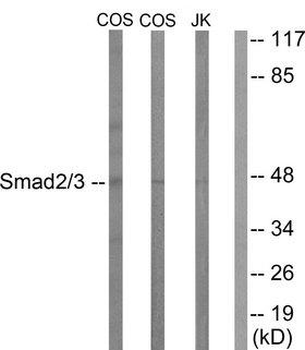 SMAD2+3 Antibody