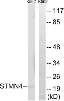 STMN4/RB3 Antibody