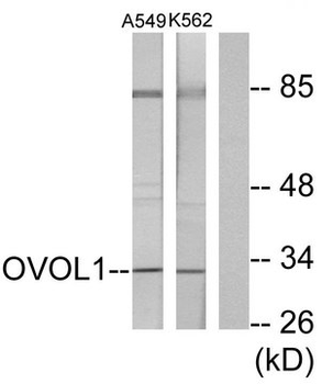 OVOL1 Antibody