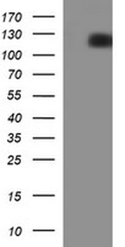 CD22 Antibody