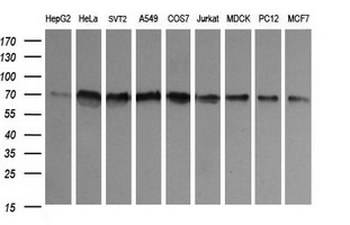 CD105 Antibody