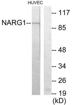 NARG1/NAA15 Antibody