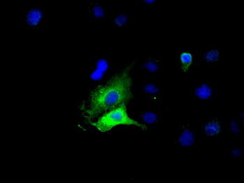 GPI Antibody (clone 4B11)