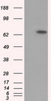 GPI Antibody (clone 4B11)
