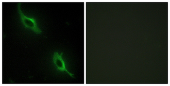 CKMT2 Antibody (aa231-280)