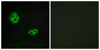 GPR171 Antibody (aa141-190)