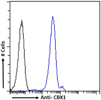 Anti-CBX1 [RAB-C145]