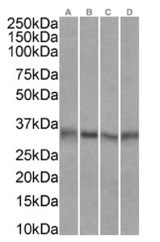 Anti-EpCAM [KS1/4]