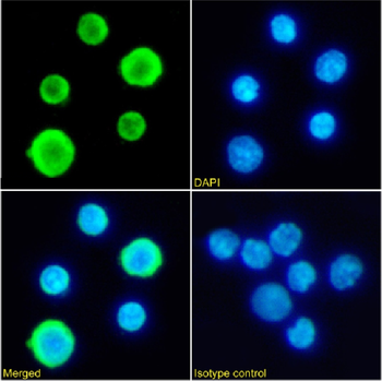 Anti-Haemoglobin [2A1]