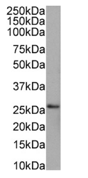 Anti-PRDX4 [SAIC-40C-8]