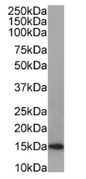 Anti-LGALS1 [SAIC-25B-112]