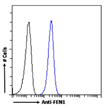 Anti-FEN1 [SAIC-21C-4]