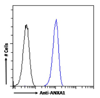 Anti-ANXA1 [SAIC-13B-19]