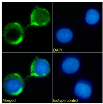 Anti-CD8 [G10-1]