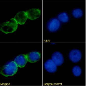 Anti-CD47 [mIAP430]
