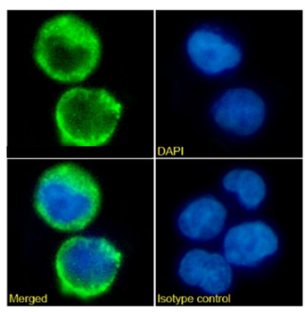 Anti-CD52 [CF1D12]