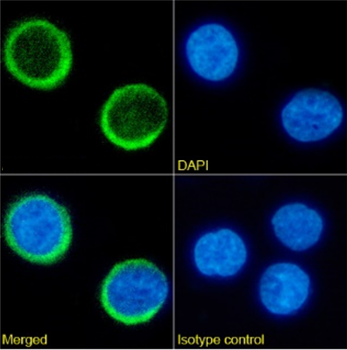 Anti-CD34 [2E 10]