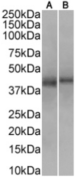 Anti-CD34 [2E 10]