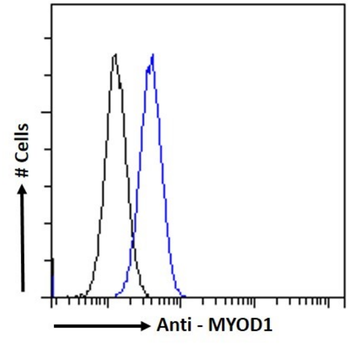 Anti-MYOD1 [6F4-2D7]