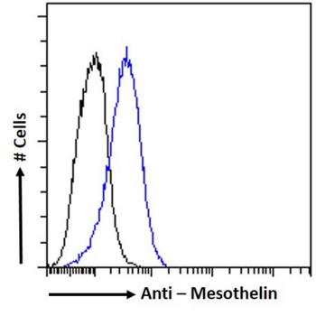 Anti-Mesothelin [MB]