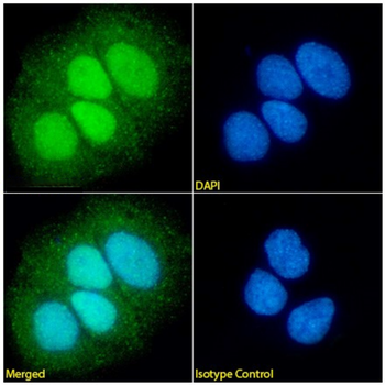 Anti-CDX2 [12B6]