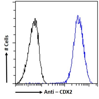 Anti-CDX2 [12B6]