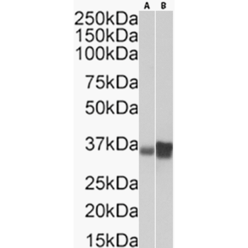 Anti-CDX2 [12B6]