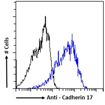Anti-Cadherin 17 [D2111]