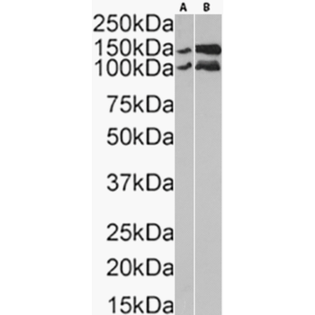 Anti-E Cadherin [19A11]