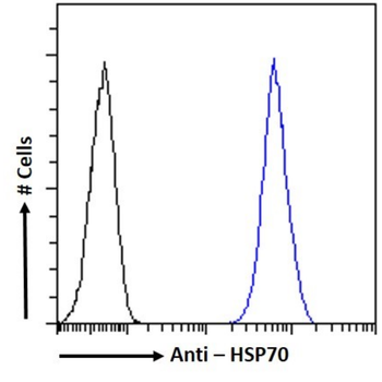 Anti-HSP70 [cmhsp70.1 (C92F3B1)]