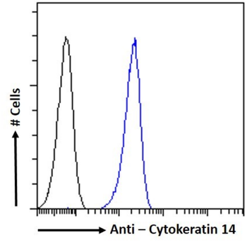 Anti-Cytokeratin 14 [2G4]