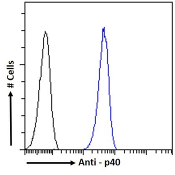 Anti-p40 [14D5E8F12]