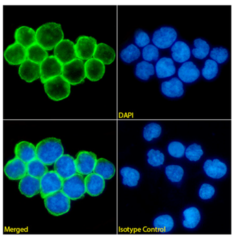 Anti-CD47 [B6H12]