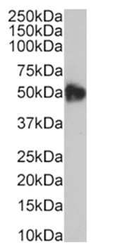 Anti-CD47 [B6H12]