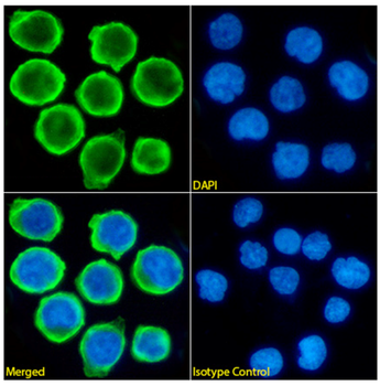 Anti-CD47 [h4C1]
