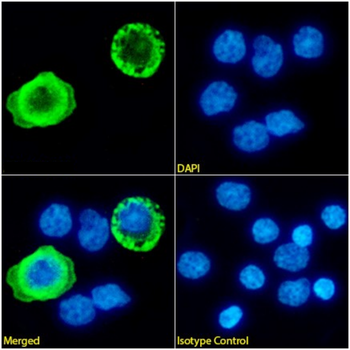 Anti-CD4 [OX-38]