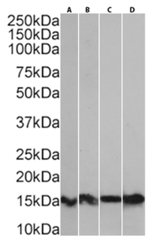 Anti-S100A9 [IID4B10]