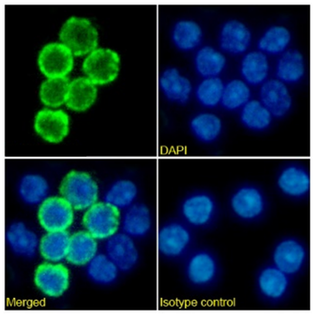 Anti-CD19 [MB19-1]