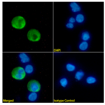 Anti-CD32 [MDE-9]