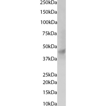 Anti-TRAAK [13E9]