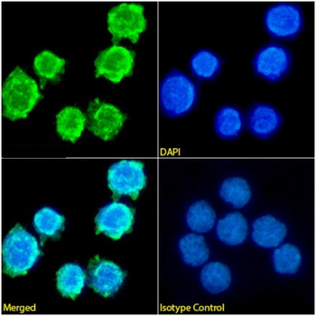 Anti-Integrin alpha 4 [HP1/2]