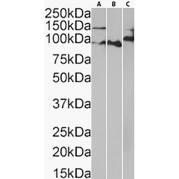 Anti-E Cadherin [56-4]