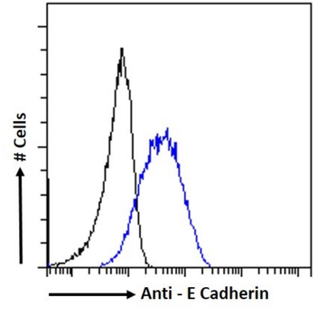 Anti-E Cadherin [56-4]