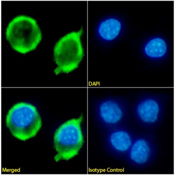 Anti-E Cadherin [56-4]