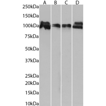 Anti-B-catenin [3B1D11A8]