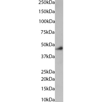 Anti-HLA-A2 [BB7.2]