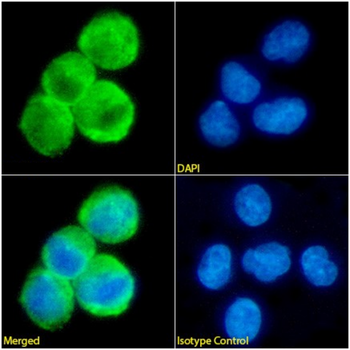 Anti-Erythropoietin receptor [19.1.2]