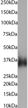 Anti-CD24 [M1/69]