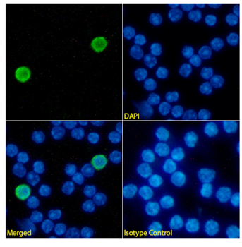 Anti-CD40 [1C10]