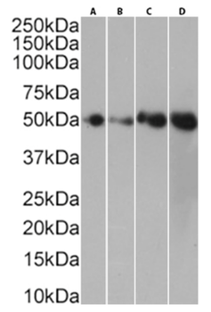 Anti-CD40 [1C10]